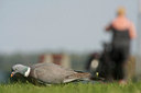 BUITEN BEELD Foto: 59015