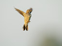 BUITEN BEELD Foto: 59017