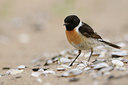 BUITEN BEELD Foto: 59023