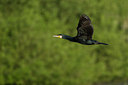BUITEN BEELD Foto: 59086