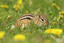BUITEN BEELD Foto: 59104