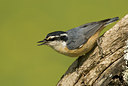 BUITEN BEELD Foto: 59157