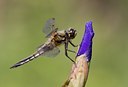 BUITEN BEELD Foto: 59209