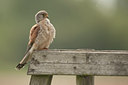 BUITEN BEELD Foto: 59235