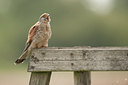 BUITEN BEELD Foto: 59236