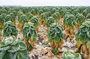 BUITEN BEELD Foto: 59277