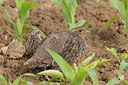 BUITEN BEELD Foto: 59316
