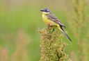 BUITEN BEELD Foto: 59319