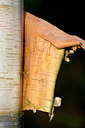 BUITEN BEELD Foto: 59342
