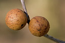 BUITEN BEELD Foto: 59361