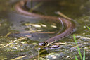 BUITEN BEELD Foto: 59388