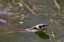 BUITEN BEELD Foto: 59390