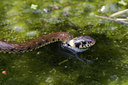 BUITEN BEELD Foto: 59402