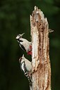 BUITEN BEELD Foto: 59415