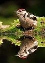 BUITEN BEELD Foto: 59416