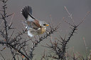 BUITEN BEELD Foto: 59473
