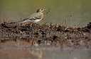 BUITEN BEELD Foto: 59503