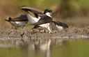 BUITEN BEELD Foto: 59510