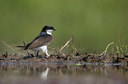 BUITEN BEELD Foto: 59511