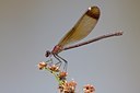 BUITEN BEELD Foto: 59640