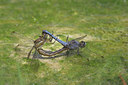 BUITEN BEELD Foto: 59643