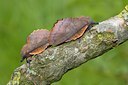 BUITEN BEELD Foto: 59754