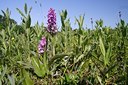 BUITEN BEELD Foto: 59802