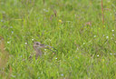 BUITEN BEELD Foto: 59811