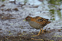 BUITEN BEELD Foto: 59826