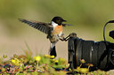 BUITEN BEELD Foto: 59865