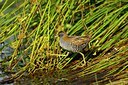 BUITEN BEELD Foto: 59917