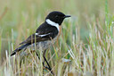 BUITEN BEELD Foto: 59962