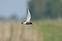 BUITEN BEELD Foto: 59995