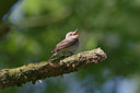 BUITEN BEELD Foto: 60012