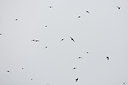 BUITEN BEELD Foto: 60014