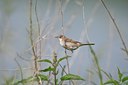 BUITEN BEELD Foto: 60034