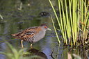 BUITEN BEELD Foto: 60048