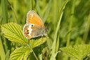 BUITEN BEELD Foto: 60050