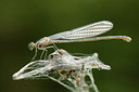BUITEN BEELD Foto: 60082