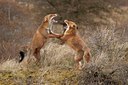 BUITEN BEELD Foto: 60162