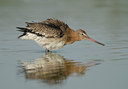 BUITEN BEELD Foto: 60201