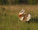 BUITEN BEELD Foto: 60246