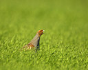 BUITEN BEELD Foto: 60255