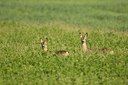 BUITEN BEELD Foto: 60281