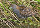 BUITEN BEELD Foto: 60285