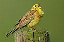 BUITEN BEELD Foto: 60315