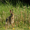 BUITEN BEELD Foto: 60322