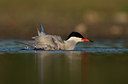 BUITEN BEELD Foto: 60332