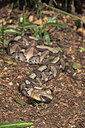 BUITEN BEELD Foto: 60360