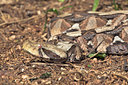BUITEN BEELD Foto: 60361